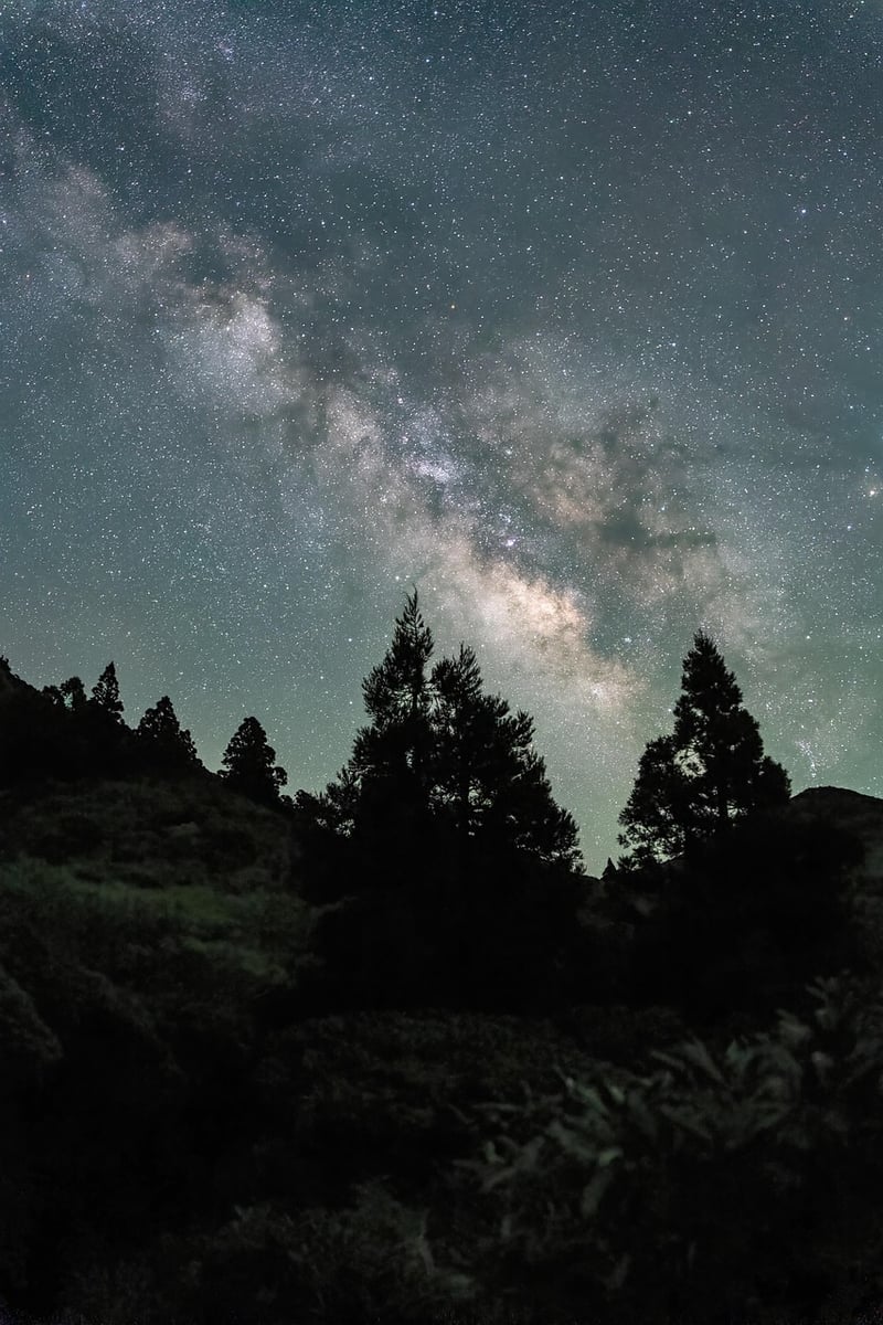 Milky Way over a forest